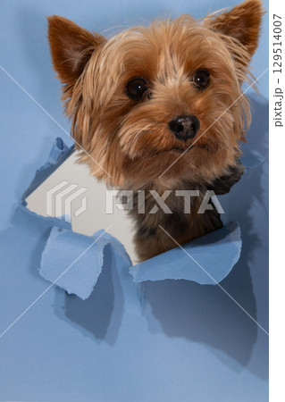 Yorkshire Terrier Peeking Through Torn Paper Background in a Light Blue Setting Yorkshire Terrier Peeking Through Torn Paper Background in a Light Blue Setting 129514007