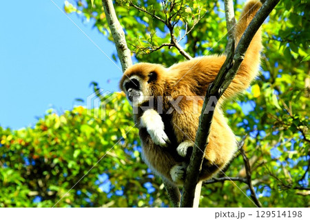 木に登るシロテナガザル 木に登るシロテナガザル 129514198