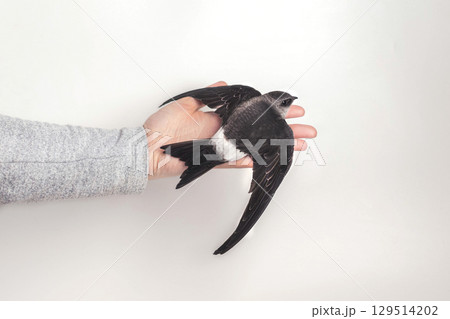 White-belted swift bird sits on a hand on a white background isolated White-belted swift bird sits on a hand on a white background isolated 129514202