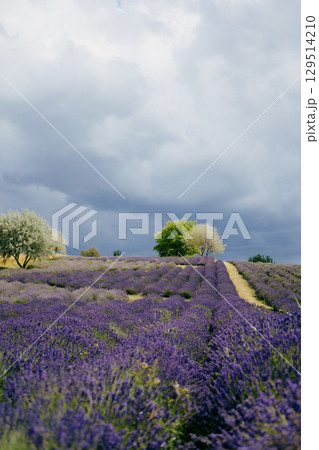 Lavender fields stretching across hill under cloudy sky, adorned with trees and bushes on top, create stunning and tranquil landscape filled with vibrant blooms. Lavender field rolling over hillside 129514210