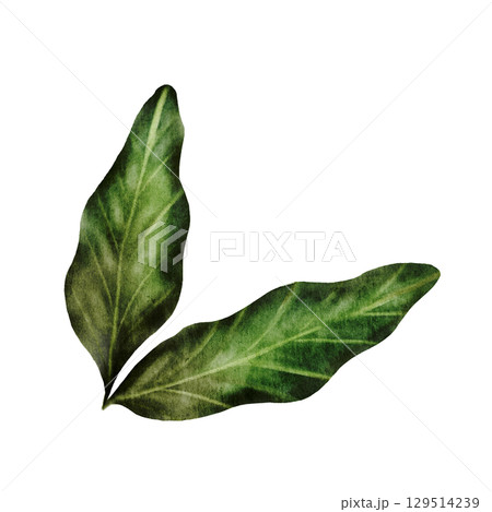 Pistachio leaves watercolor. Hand drawn leaves nut isolated on white background. Realistic plant clip art. Ideal for logo, product packaging, banner 129514239