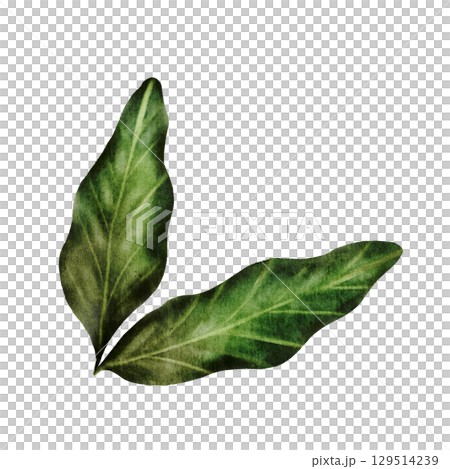 Pistachio leaves watercolor. Hand drawn leaves nut isolated on white background. Realistic plant clip art. Ideal for logo, product packaging, banner 129514239