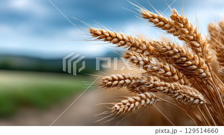 Close-up view of wheat ears in focus, contrasting with a softly blurred farmland in the distance on a calm day 129514660