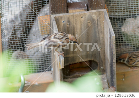 庭のスズメ 129515036