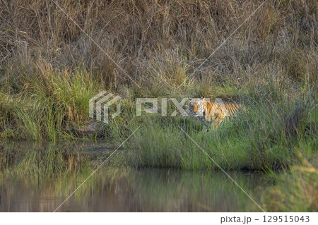 wild bengal female tiger or panthera tigris at bandhavgarh national park forest tiger reserve madhya pradesh india. tigress eye contact in morning safari quenching thirst drinking water from waterhole wild bengal female tiger or panthera tigris at bandhavgarh national park forest tiger reserve madhya pradesh india. tigress eye contact in morning safari quenching thirst drinking water from waterhole 129515043