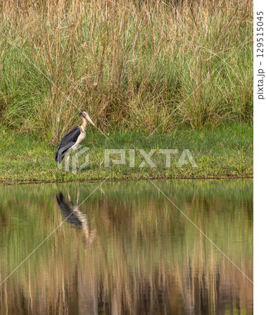 Lesser adjutant stork or Leptoptilos javanicus at bandhavgarh national park forest madhya pradesh india asia. large wading bird with reflection in water in natural scenic green grassland background 129515045