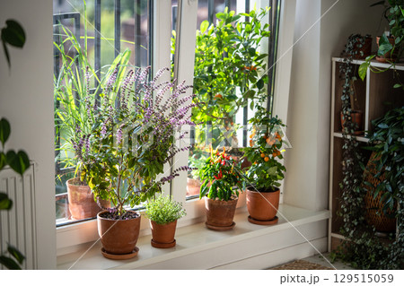 Blooming Thai basil, tomato cherry, red hot chili pepper, thyme plant in pots on windowsill at home 129515059