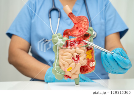 Digestive system with stomach and intestine, Asian doctor holding human anatomy model for study diagnosis and treatment in hospital. 129515360