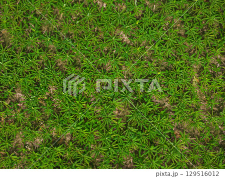 Plantain plant field above top view 129516012