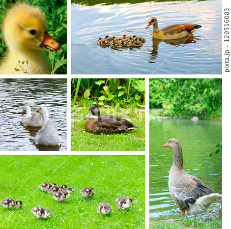 Geeses on the lake and lawn. Geeses on the lake and lawn. 129516083