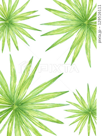 Tropical palm tree leaves frame border, hand drawn watercolor illustration isolated on white background. Can be used for post cards, invitation and other printed products. 129516111