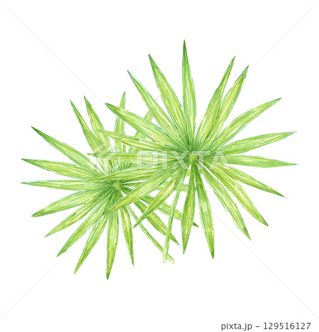 Tropical palm tree leaves composition, hand drawn watercolor illustration isolated on white background. Can be used for card, scrapbook and other printed products. Tropical palm tree leaves composition, hand drawn watercolor illustration isolated on white background. Can be used for card, scrapbook and other printed products. 129516127