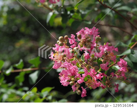 ピンクの花のサルスベリ 129516164