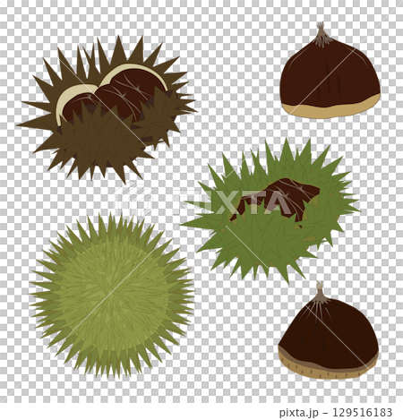 Illustration of the classic autumn flavor "chestnut": A set including chestnuts in burrs 129516183