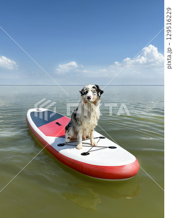 Aussie Australian Shepherd dog in blue marble color floats glove SUP board sport in sea, vertical banner Aussie Australian Shepherd dog in blue marble color floats glove SUP board sport in sea, vertical banner 129516229