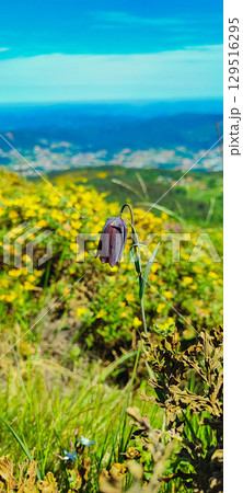 Picturesque mountain water channel with clear stream and green algae under blue sky in northern Portugal. Tourism concept, rural travel Picturesque mountain water channel with clear stream and green algae under blue sky in northern Portugal. Tourism concept, rural travel 129516295