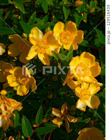 Many yellow Saint John's Wort flowers are in bloom, showcasing their petals and stamens. Green leaves surround the flowers, creating a natural, vibrant, and colorful floral composition. 129516439