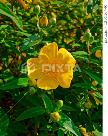 A close-up displays a radiant yellow hypericum flower with its central stamen details. The surrounding shrub is filled with green buds and leaves, suggesting a blooming season. A close-up displays a radiant yellow hypericum flower with its central stamen details. The surrounding shrub is filled with green buds and leaves, suggesting a blooming season. 129516440