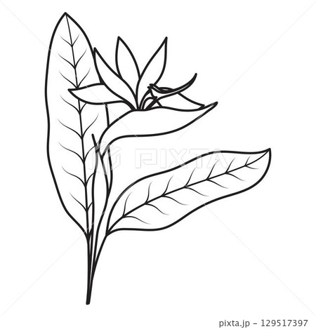 strelitzia flower in outline 129517397