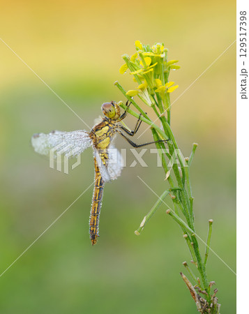 Beautiful nature scene with Vagrant darter (Sympetrum vulgatum). Macro shot of Vagrant darter (Sympetrum vulgatum) on the flower. 129517398