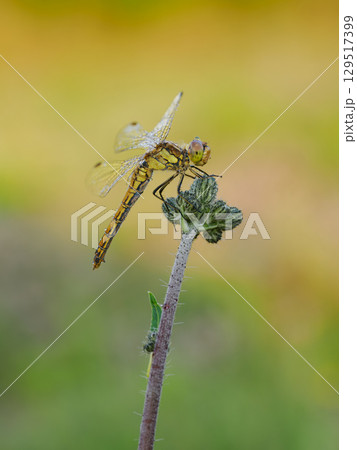 Beautiful nature scene with Vagrant darter (Sympetrum vulgatum). Macro shot of Vagrant darter (Sympetrum vulgatum) on the flower. Beautiful nature scene with Vagrant darter (Sympetrum vulgatum). Macro shot of Vagrant darter (Sympetrum vulgatum) on the flower. 129517399