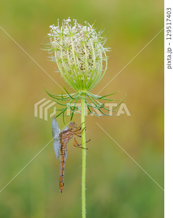 Beautiful nature scene with Keeled skimmer (Orthetrum coerulescens). Macro shot of Keeled skimmer (Orthetrum coerulescens) flower. Keeled skimmer (Orthetrum coerulescens) in the nature habitat. Beautiful nature scene with Keeled skimmer (Orthetrum coerulescens). Macro shot of Keeled skimmer (Orthetrum coerulescens) flower. Keeled skimmer (Orthetrum coerulescens) in the nature habitat. 129517403