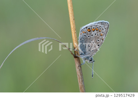 Beautiful nature scene with Common blue (Polyommatus icarus) . Macro shot of Common blue (Polyommatus icarus) on the grass. Butterfly Common blue (Polyommatus icarus) in the nature habitat. 129517429
