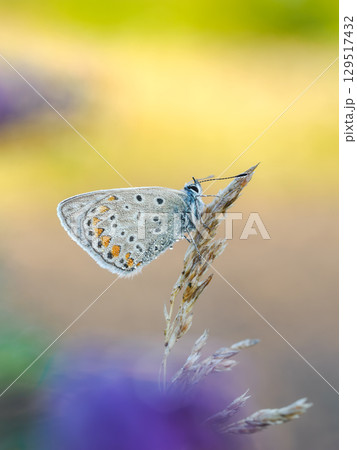 Beautiful nature scene with Common blue (Polyommatus icarus) . Macro shot of Common blue (Polyommatus icarus) on the grass. Butterfly Common blue (Polyommatus icarus) in the nature habitat. Beautiful nature scene with Common blue (Polyommatus icarus) . Macro shot of Common blue (Polyommatus icarus) on the grass. Butterfly Common blue (Polyommatus icarus) in the nature habitat. 129517432