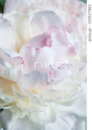 Close-up of delicate white peony with dewdrops, close-up, selective focus Close-up of delicate white peony with dewdrops, close-up, selective focus 129517863