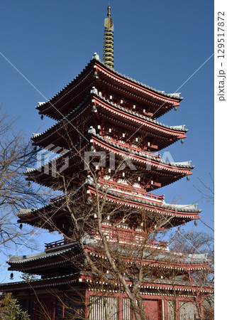 冬の本土寺　五重塔(千葉県松戸市) 129517872