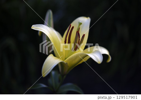 A light yellow lily flower on a dark background. A light flower in a dark garden. Lilium candidum. 129517901