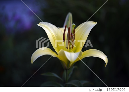 A light yellow lily flower on a dark background. A light flower in a dark garden. Lilium candidum. A light yellow lily flower on a dark background. A light flower in a dark garden. Lilium candidum. 129517903