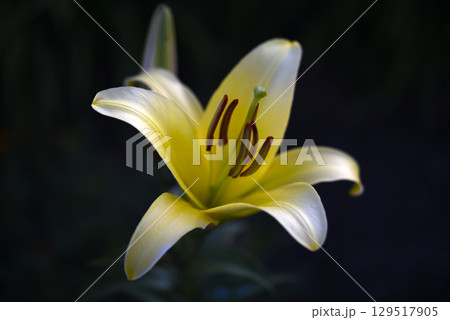 A light yellow lily flower on a dark background. A light flower in a dark garden. Lilium candidum. 129517905