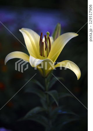 A light yellow lily flower on a dark background. A light flower in a dark garden. Lilium candidum. A light yellow lily flower on a dark background. A light flower in a dark garden. Lilium candidum. 129517906