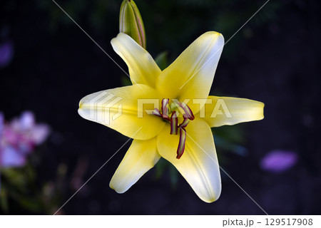 A light yellow lily flower on a dark background. A light flower in a dark garden. Lilium candidum. A light yellow lily flower on a dark background. A light flower in a dark garden. Lilium candidum. 129517908