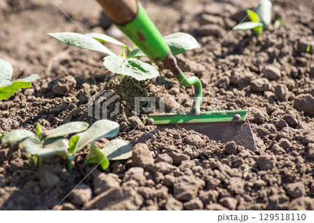 Weeding pumpkin plants with hoe on the garden. Growing pumpkins at home Weeding pumpkin plants with hoe on the garden. Growing pumpkins at home 129518110