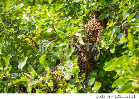 Swarm of bees on a mulberry tree 129518111
