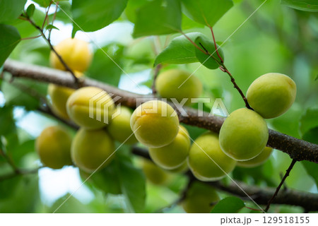 Numerous apricots on branch of a tree in the garden, close up. Rich harvest of apricots, unripe fruits of light green and yellow colours, beautiful healthy natural food Numerous apricots on branch of a tree in the garden, close up. Rich harvest of apricots, unripe fruits of light green and yellow colours, beautiful healthy natural food 129518155