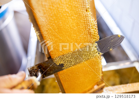 Uncapping honey frame with electric knife. Honey harvest on bee farm, ripe sunflower honey Uncapping honey frame with electric knife. Honey harvest on bee farm, ripe sunflower honey 129518173