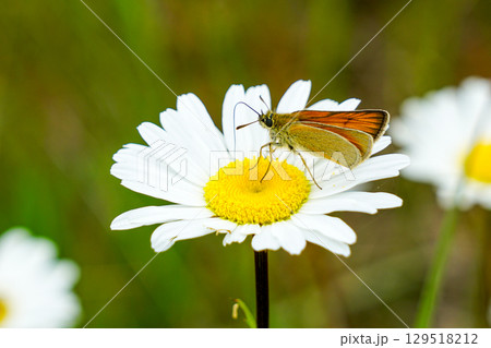 Skipper Butterfly Resting and Feeding with Nectar on White Daisy in Summer Meadow Close-Up Skipper Butterfly Resting and Feeding with Nectar on White Daisy in Summer Meadow Close-Up 129518212