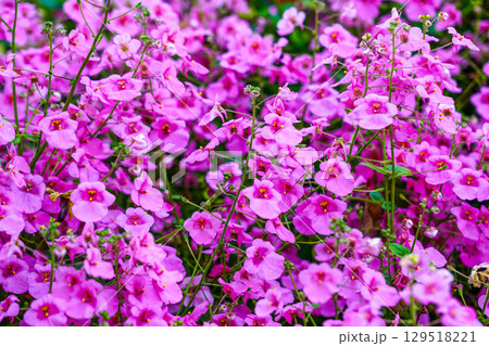 Dense Cluster of Bright Pink Diascia flowers in Full Bloom Dense Cluster of Bright Pink Diascia flowers in Full Bloom 129518221