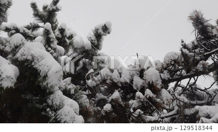 View from under lush conifer branches of pine tree in snowfall 129518344