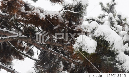 View from under lush conifer branches of pine tree in snowfall 129518346