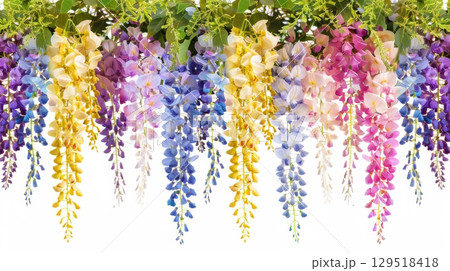 Stunningly Colorful Wisteria Blooms Cascading Down in a Beautifully Vibrant and EyeCatching Display Stunningly Colorful Wisteria Blooms Cascading Down in a Beautifully Vibrant and EyeCatching Display 129518418