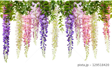 Stunningly Colorful Wisteria Blooms Cascading Down in a Beautifully Vibrant and EyeCatching Display 129518420