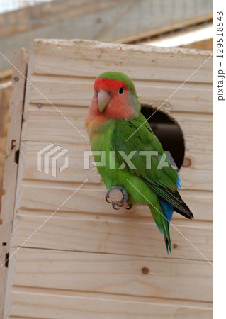 Beautiful parrot with colorful green and red feathers sits near birdhouse Beautiful parrot with colorful green and red feathers sits near birdhouse 129518543