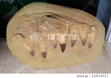 Real Mosasaurus jaw from Khouribga city, Morocco, western Africa 129518551
