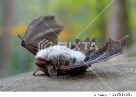 Dead bat lies on its back on a stone in forest 129518553