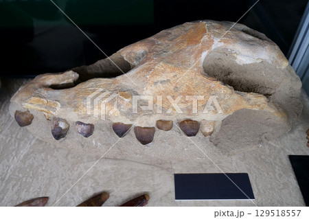 Real Mosasaurus skull from Khouribga city, Morocco, western Africa 129518557