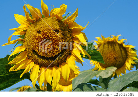 Sunflower with kind smile looks at the camera. Kind smiling face 129518589